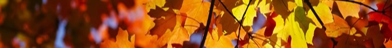 fall leaves banner
