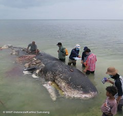 Photo of whale watched up on beach