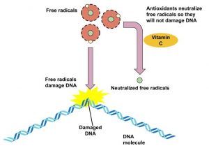 Figure 9.21 Antioxidants' Role