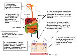 Illustration of digestion and absorption of protein in the human body: 1) In the mouth, chewing starts the mechanical breakdown of protein. 2) In the stomach, the chemical digestion of protein begins from hydrochloric acid (HCL) and the enzyme pepsin. 3). In the small intestine, polypeptides are broken down into amic acids, aidpeptides, and tripeptides by protein digesting enzymes secreted from the pancrease, 4) A vartiety of different transport proteins move the products from protein digestion into the mucosal cell. Some amino acids share the same transport system. 5. Dipeptides and tripeptides can enter the mucosal cell. Once inside, they are broken down into single amino acids. 6. Amino Acids pass from the mucosal cell into the blood and travel to the liver. The liver regulates the distribution of amino acids to the rest of the body.