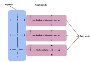 A diagram showing a glycerol molecule being joined by three fatty acid chains to form a triglyceride.