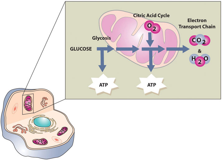 Cellular Respiration