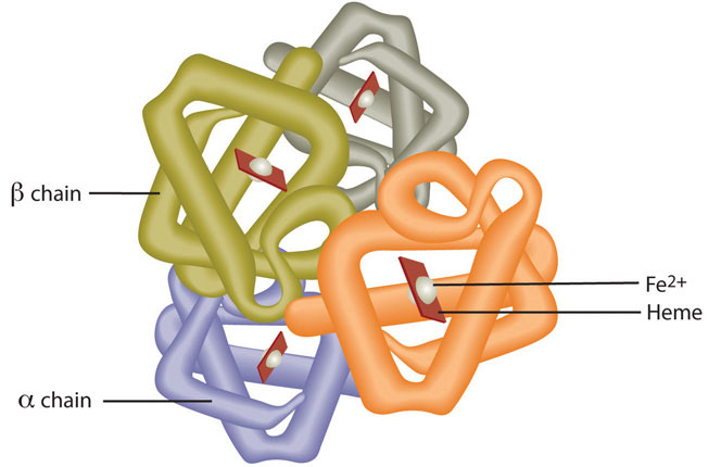 Diagram of hemoglobin structure