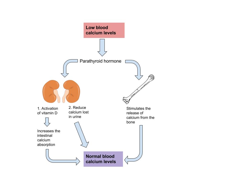 Blood Calcium Level diagram