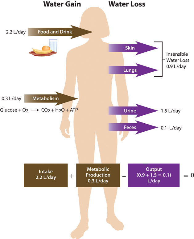 Daily Fluid Loss and Gain in humans