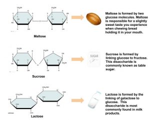 Maltose, Sucrose, Lactose diagrams