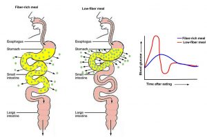 Fibers Role in Carbohydrate Digestion and Absorption