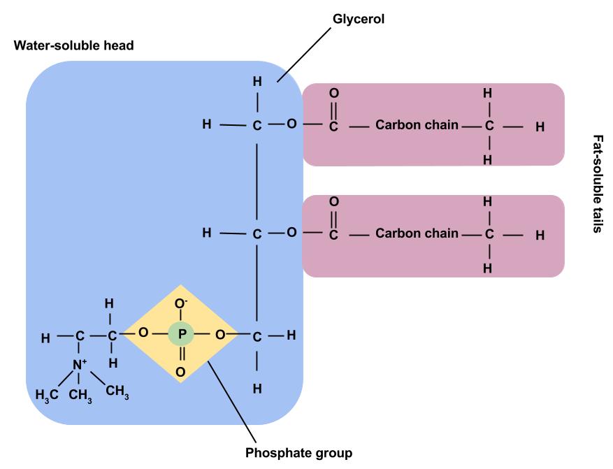 Chemical structure of a phospholipid including a water-soluble head, glycerol, phosphate group, and two fat-soluble tails.