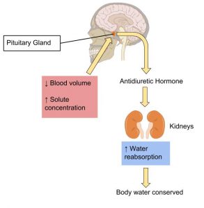 A diagram showing how once blood volume decreases and solute concentration increaes the pituitary gland sends out an antiduretic hormone to the kidneys to increase water reabsorption wherby body water is conserved.