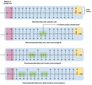 Structures of a Saturated, Monounsaturated, and Polyunsaturated Fat