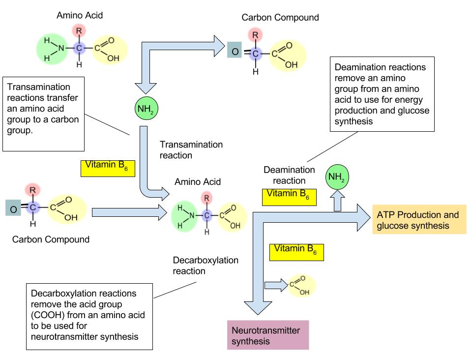 The function of Vitamin B6 in Amino Acid Metabolism