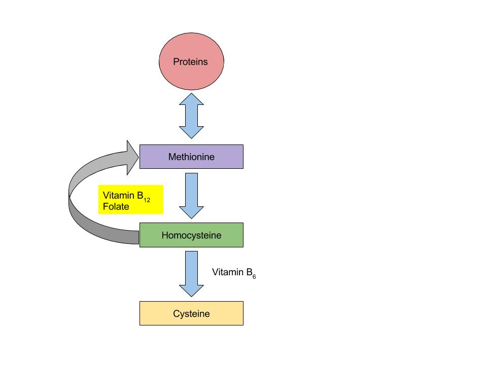 B Vitamins Coenzyme Roles