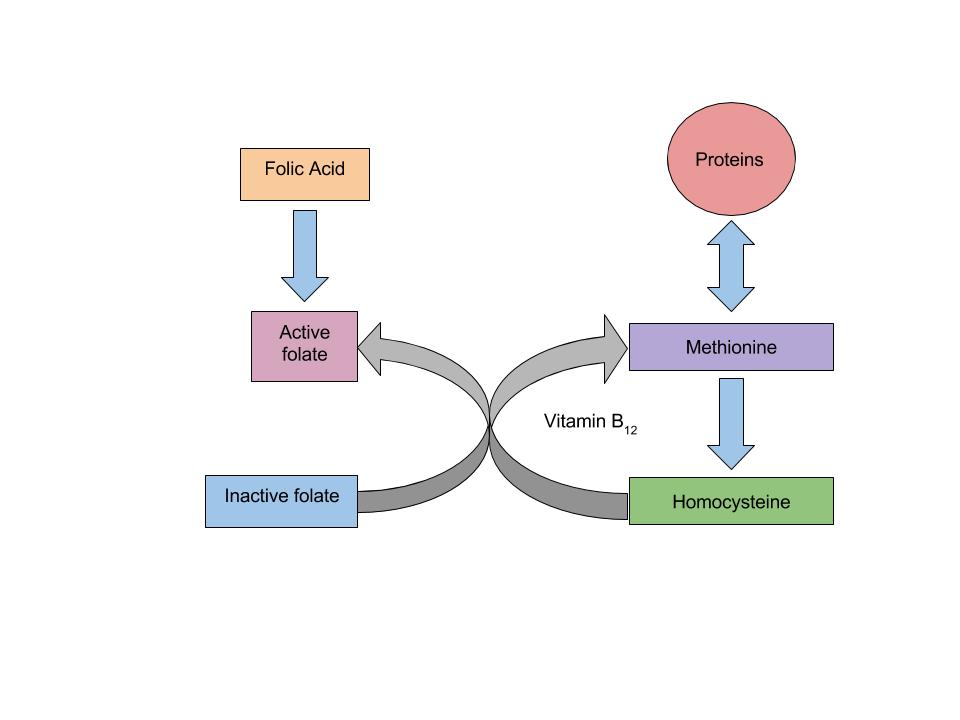 The Relationship Between Folate and Vitamin B12