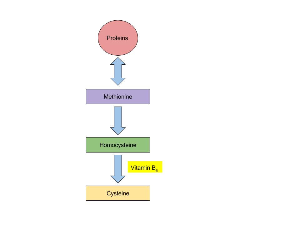 Vitamin B6 Functional Coenzyme Role