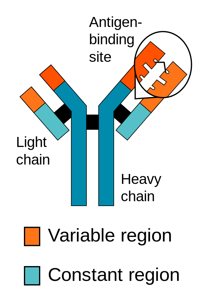 Illustration of antibody protein structure showing antigen-binding site, light chain, and heavy chain