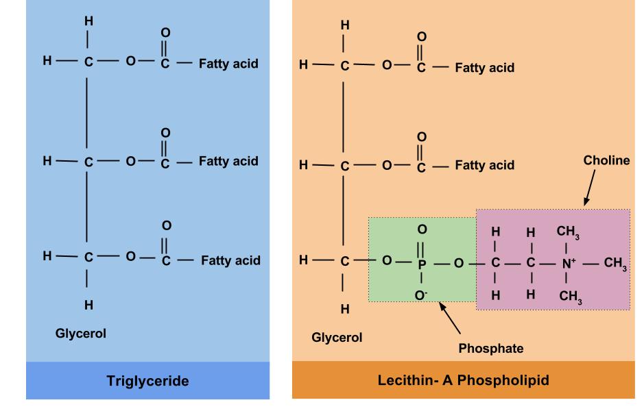 Chemical structure of a triglycerides which is missing the phosphate and choline that is present in a phospholipids (lecithin for this example).