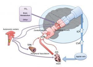 Blood pressure regulation