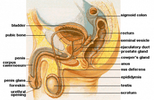 Focused Assessment Reproductive Assessment Health Assessment