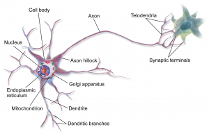The neuron and synap