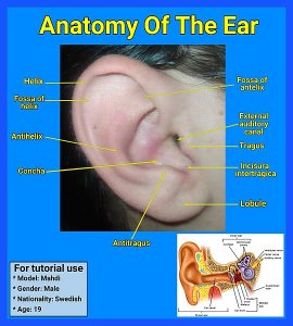 Anatomy of the external and internal ear
