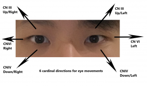 Six cardinal directions for eye movements