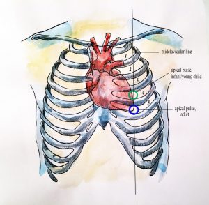 The location of the Apical pulse