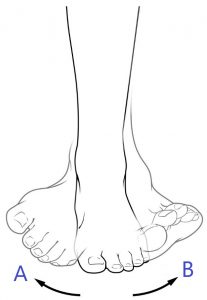 Inversion and Eversion of the foot