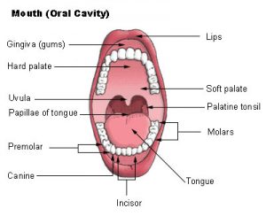 Mouth - oral cavity