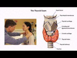 Thyroid examination