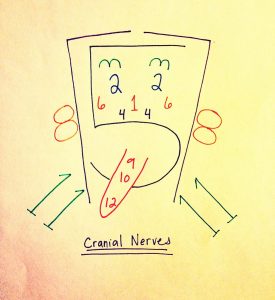 Cranial Nerves Assessment