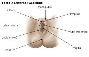 External female genitalia